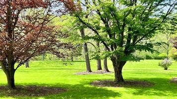 Un parque con césped verde y árboles.