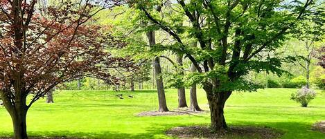 A park with green grass and trees.
