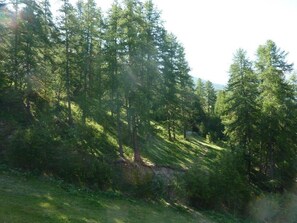 A forested area with dense trees and a grassy foreground.