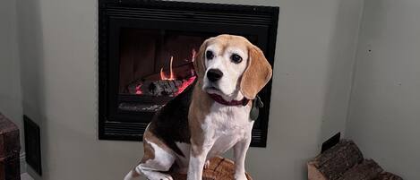 A dog sitting on a wooden stump in front of a fireplace with a fire burning.