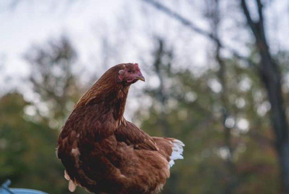 Un gallo marrone in piedi all'aperto.