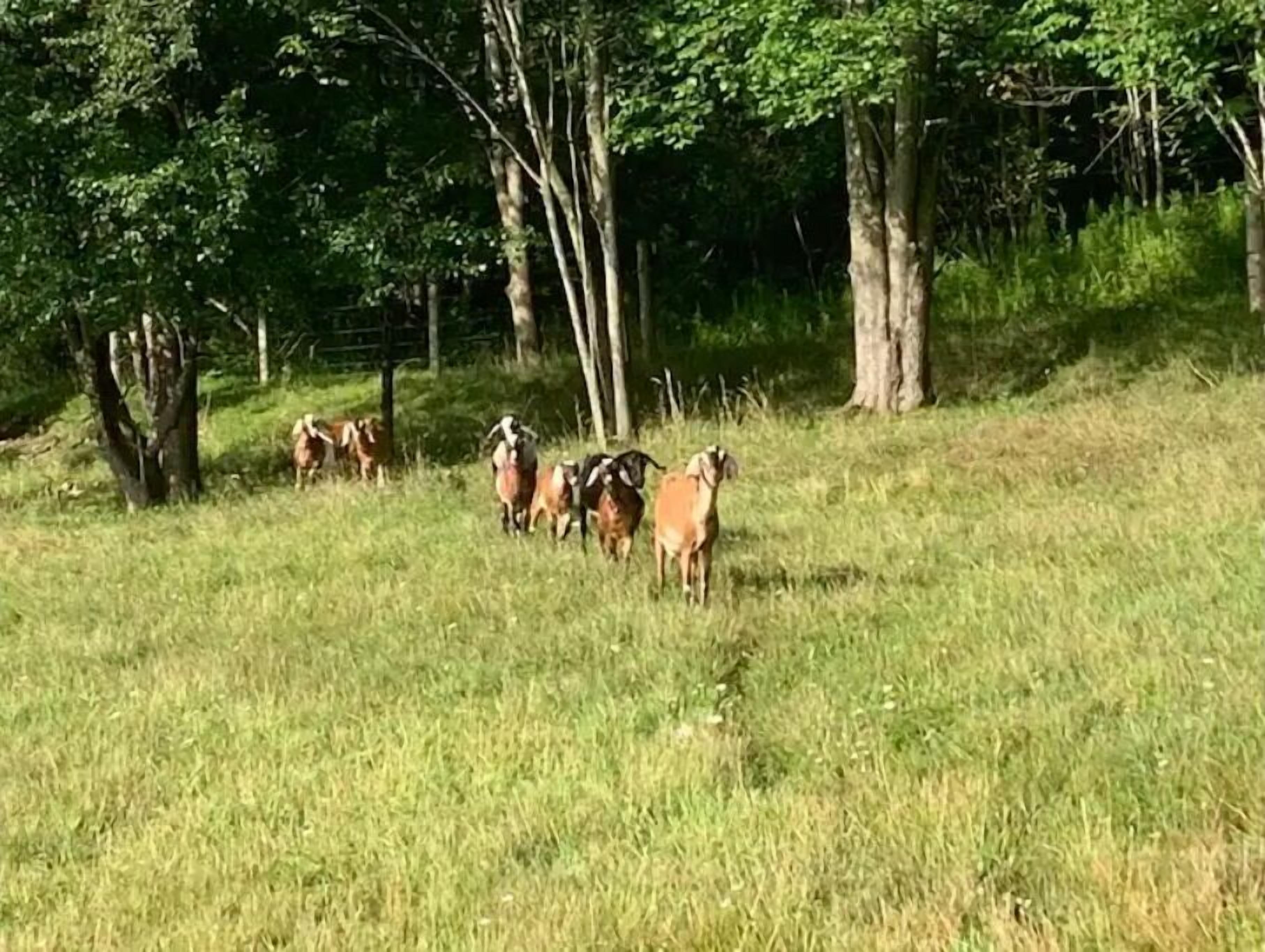 Un groupe de chèvres broute dans un champ herbeux, avec des arbres en arrière-plan.