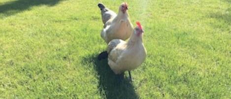 Un área al aire libre con césped y dos gallinas.