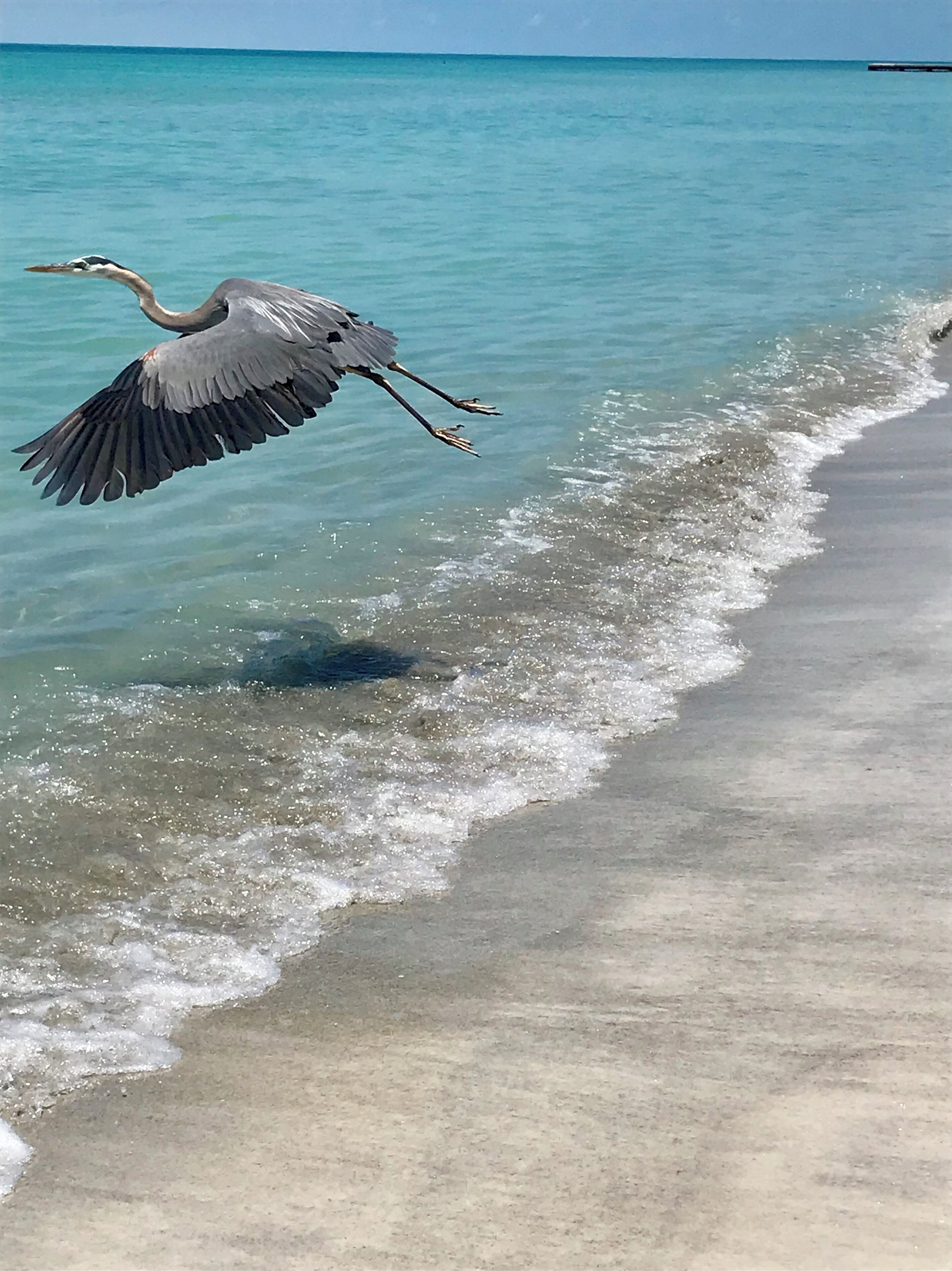 A bird flying over a beach with clear water and a sandy shore.