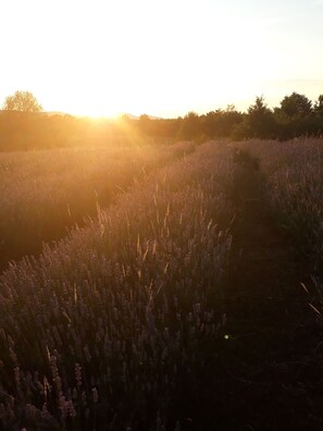 Campo de lavanda con el sol poniéndose al fondo.