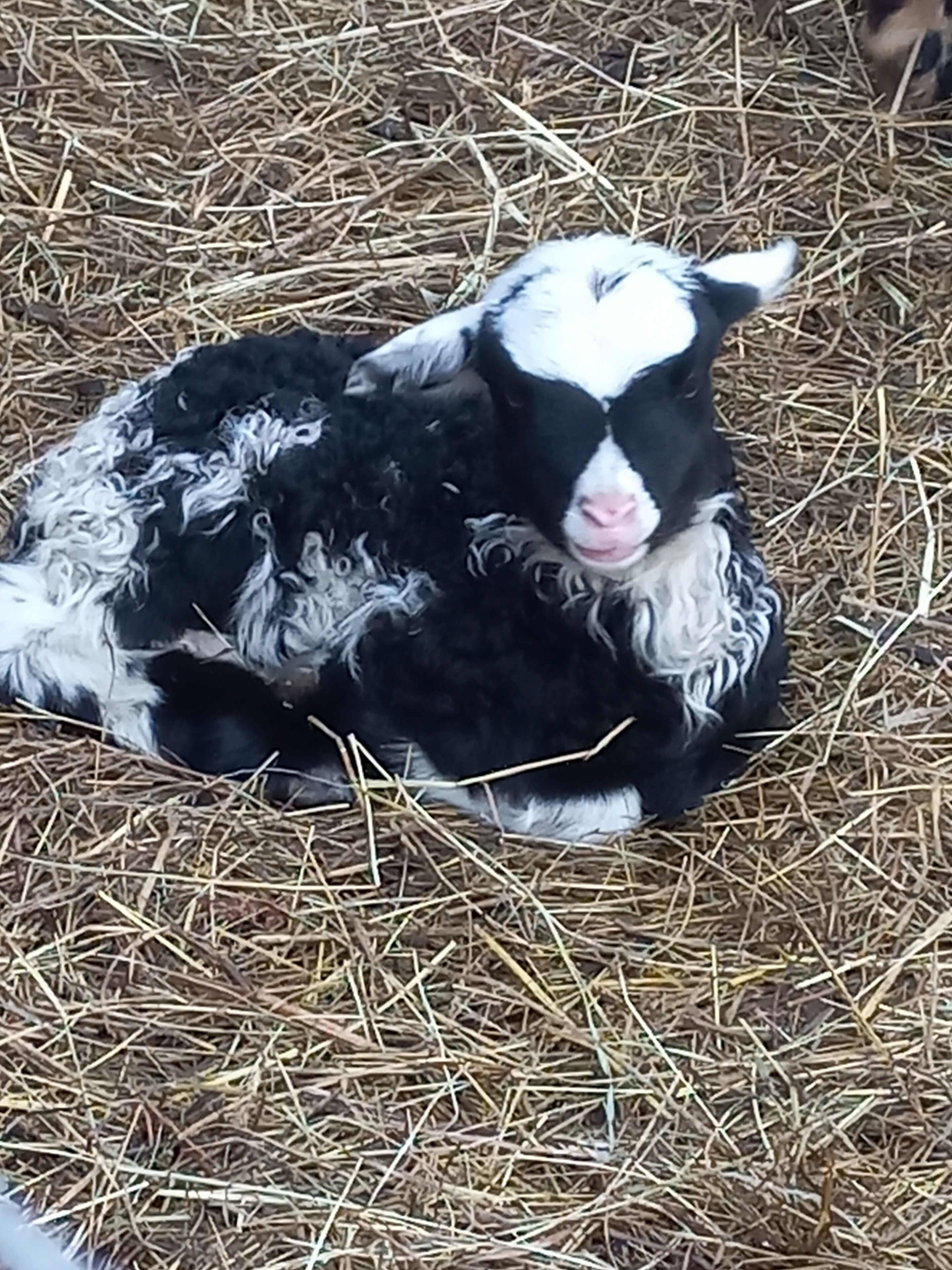 Une chèvre noire et blanche allongée sur de la paille.