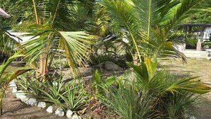 Een tuin met palmboompjes en een rots als middelpunt.