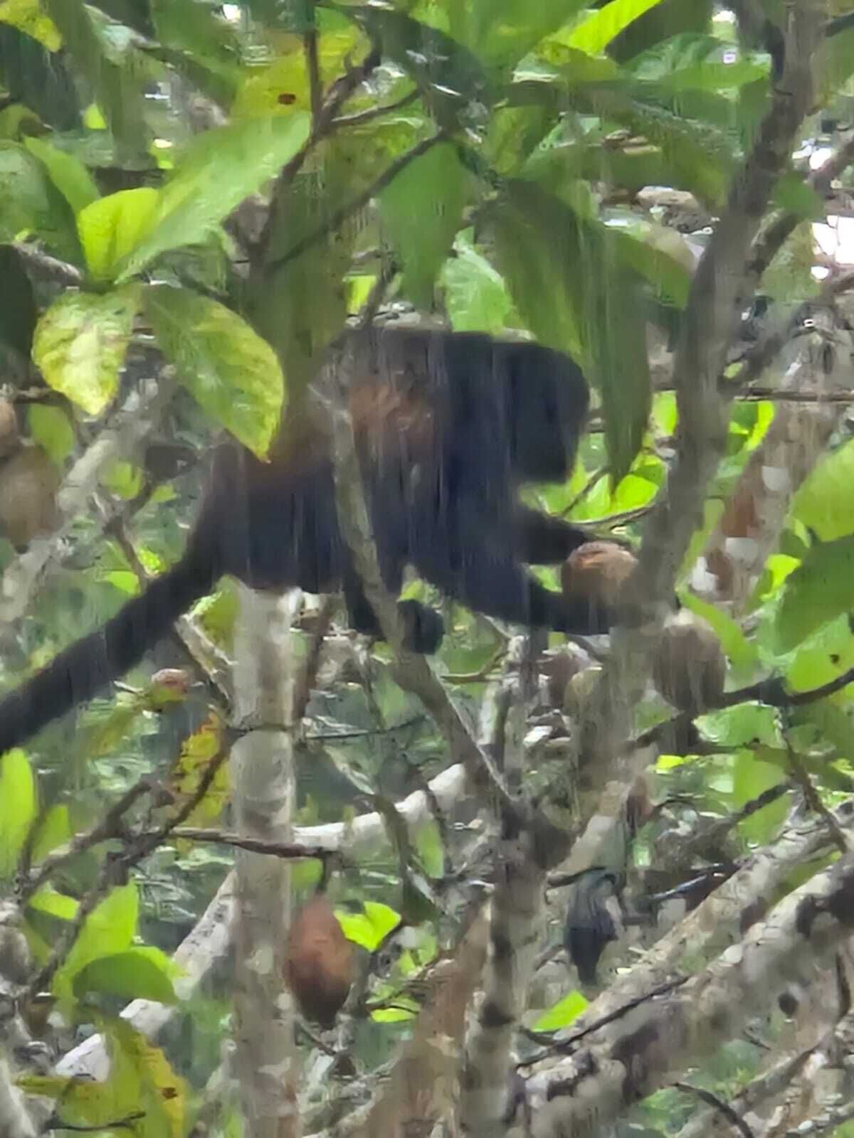 A monkey in a dense, green forest.