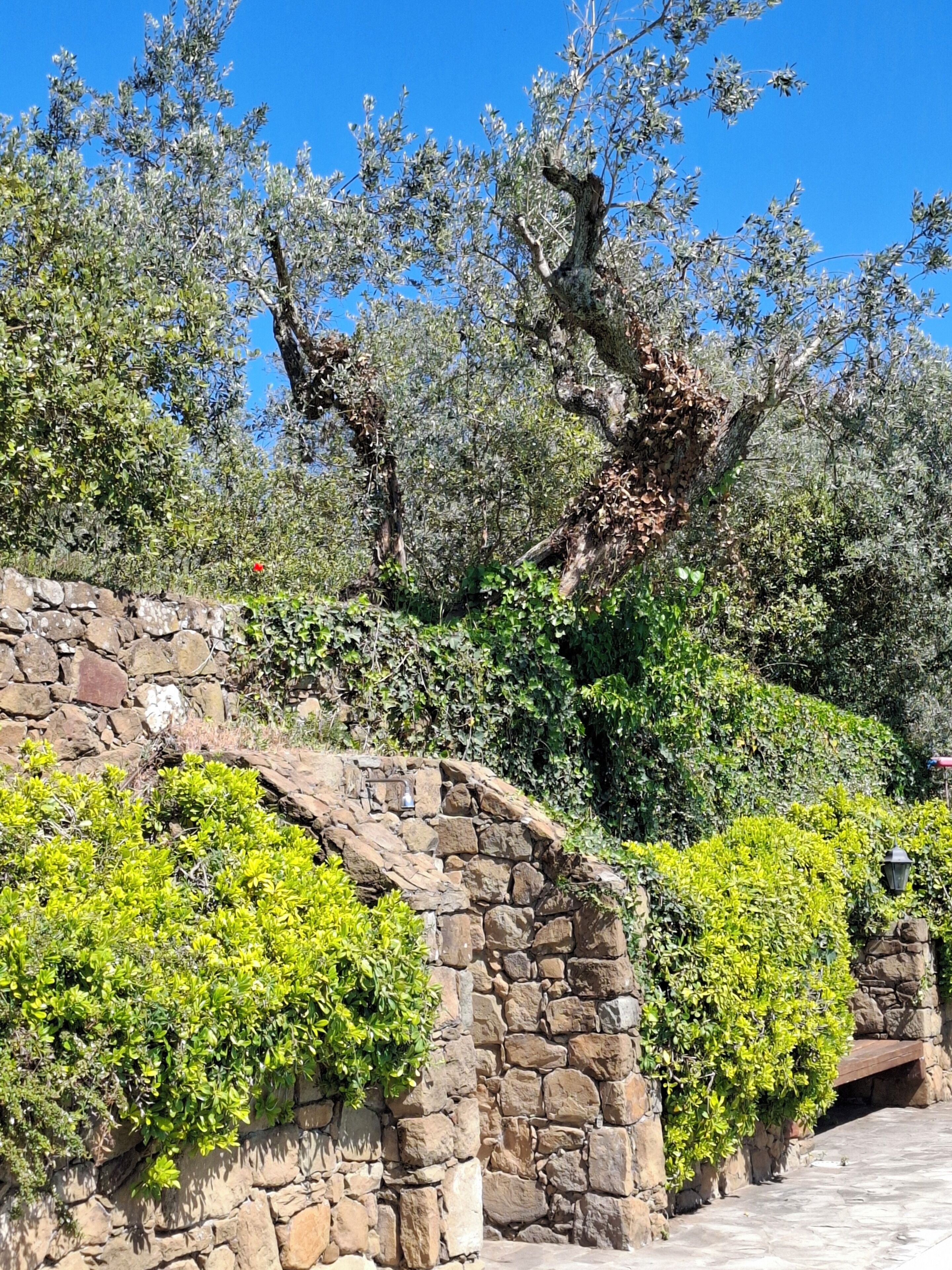 A stone wall with greenery, a clear blue sky, and trees.