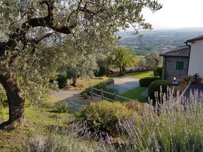 Property grounds - OLIVE TREE VILLA (Lamporecchio)