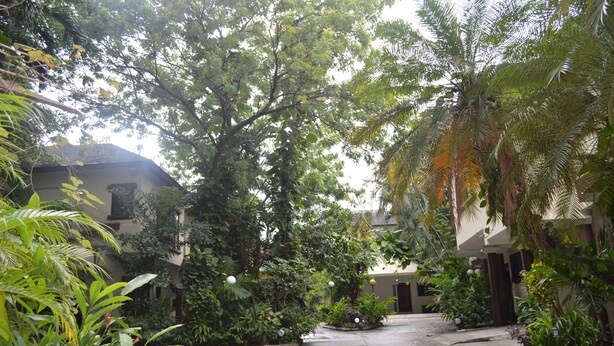 Un patio con un camino pavimentado, rodeado de exuberante vegetación y palmeras.