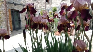 A courtyard with stone buildings, a gate, and blooming iris flowers. - The Domo farmhouse and its ancient charm (Toscana)