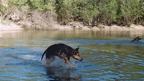 Un perro vadea un río rodeado de vegetación densa.