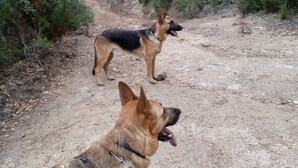 Dos perros en un sendero de tierra rodeados de abundante follaje verde.