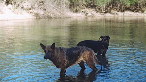 Dos perros de pie en un río rodeado de follaje.