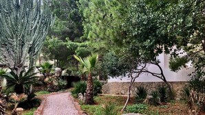 Un sentiero sterrato che si snoda attraverso un giardino con diverse piante e alberi.