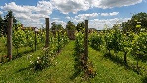 A vineyard with rows of grapevines supported by wooden stakes, a stone wall in the background, and a clear blue sky with clouds.