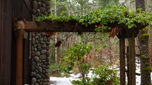 Une pergola en bois, ornée de plantes grimpantes, située dans une zone boisée.