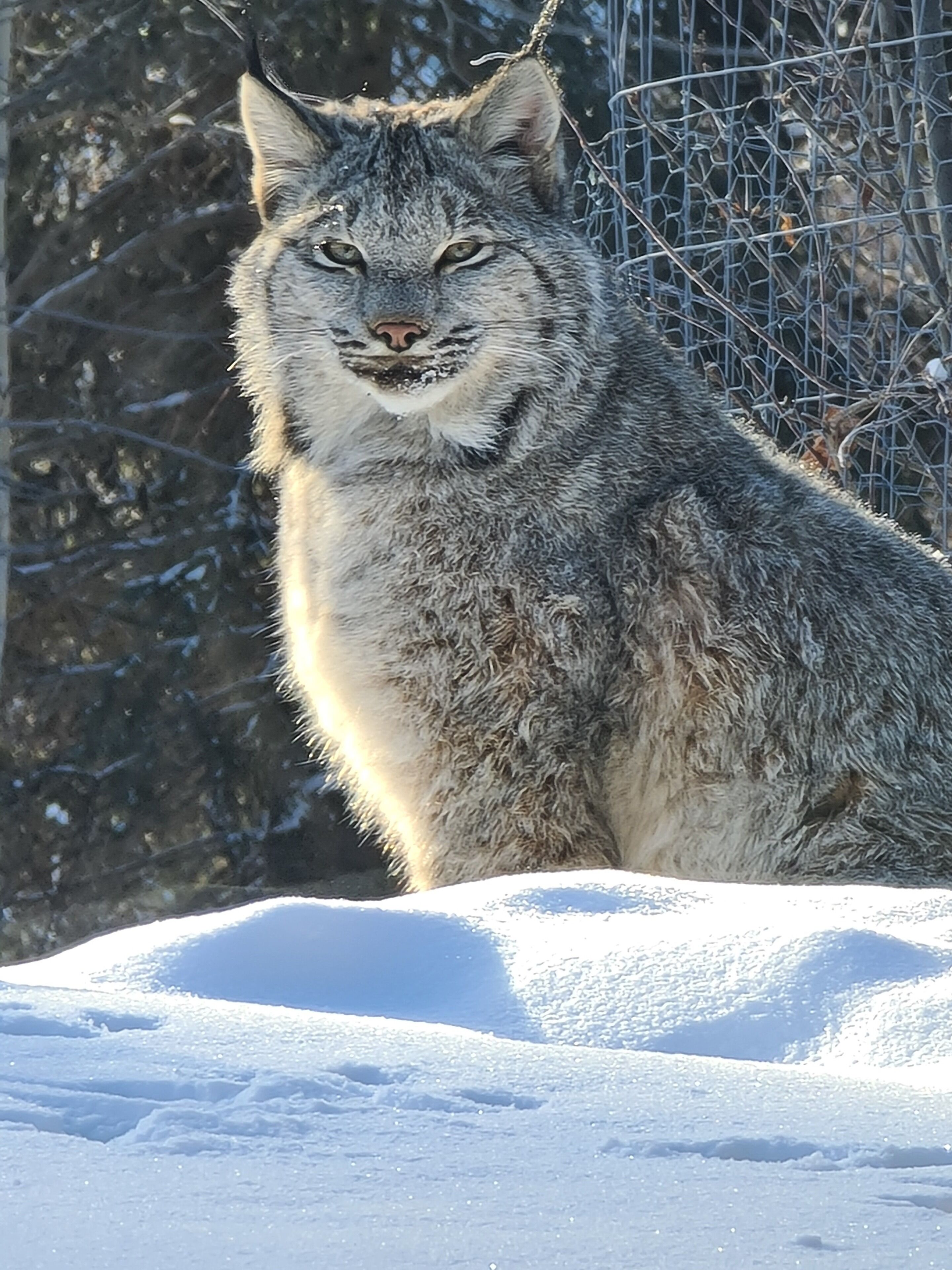 Un lince en un recinto nevado, con una cerca de alambre y árboles al fondo.