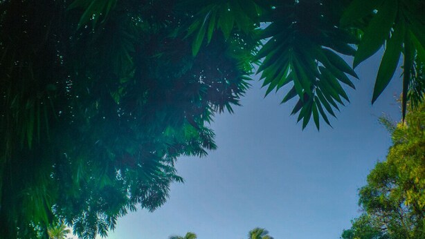 A swimming pool surrounded by lush greenery and palm trees, with a thatched-roof structure in the background. - The Orchard Resort (Belagavi)
