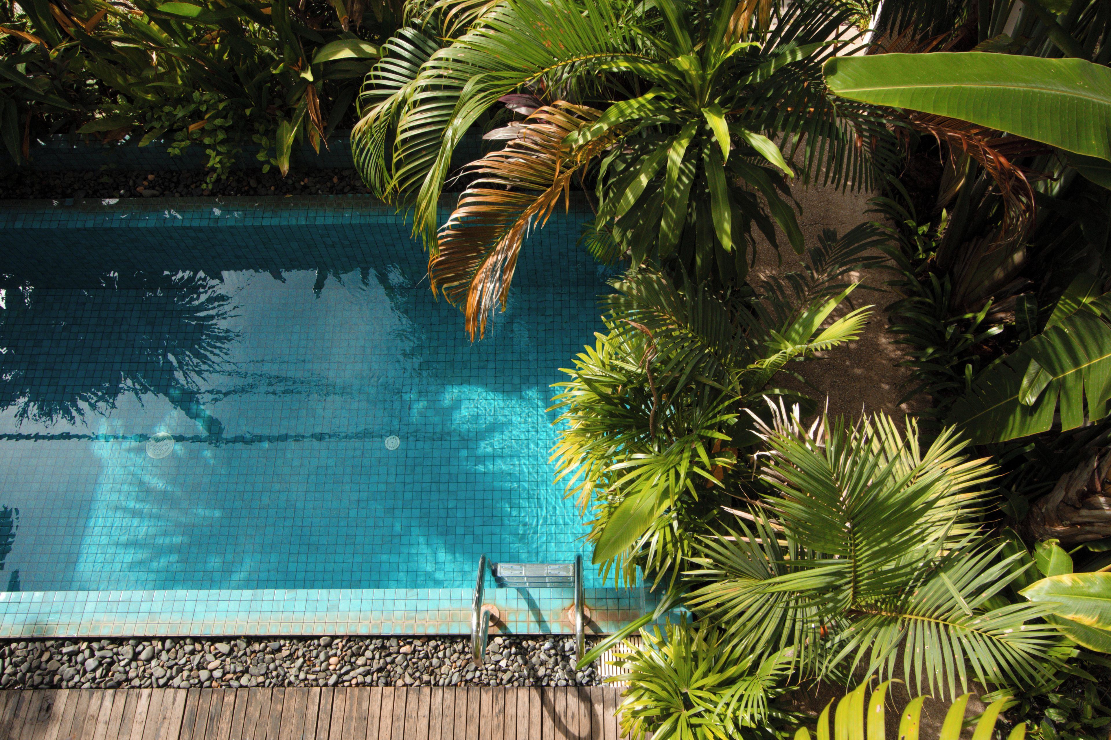 A swimming pool surrounded by lush greenery.
