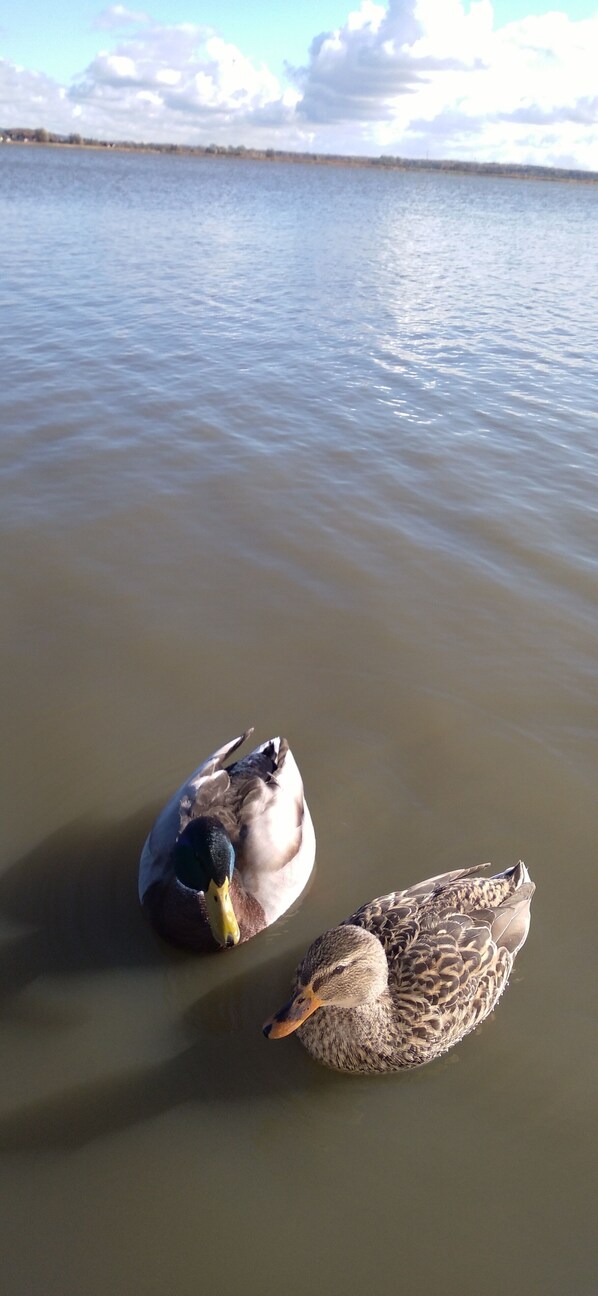 Dos patos nadando en el agua.