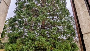 A large evergreen tree framed by an arched stone structure. - Cottage de charme au vert – entre Guédelon & Sancerre - Calme et nature (Saint-Amand-en-Puisaye)