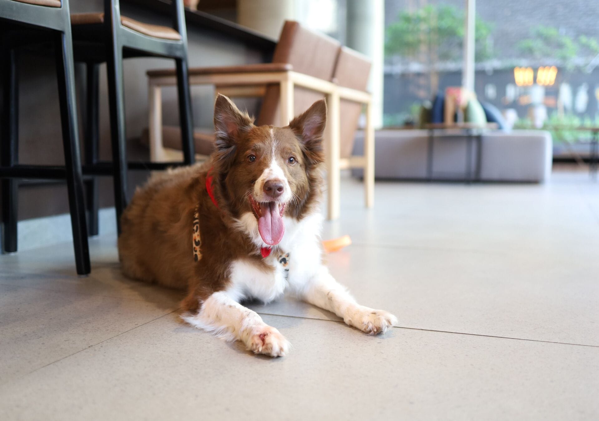 A dog lying on a tiled floor in a room with chairs and a sofa.