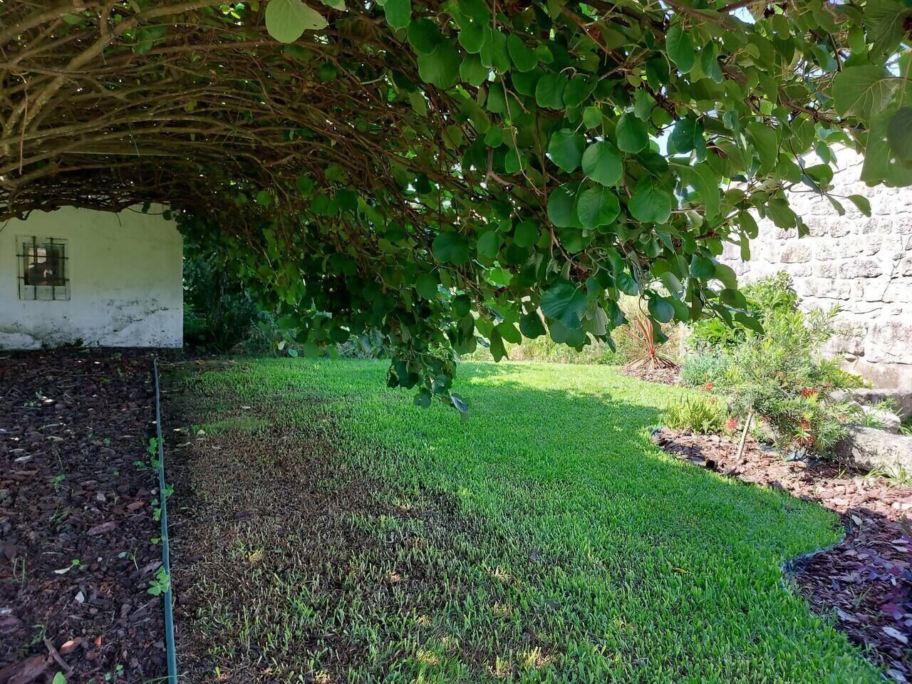 A garden with a lawn, a stone wall, and a tree providing shade.