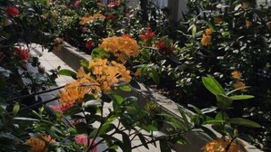 A garden with various flowering plants and a metal fence. - Villa Garza Inn (Guayaquil)