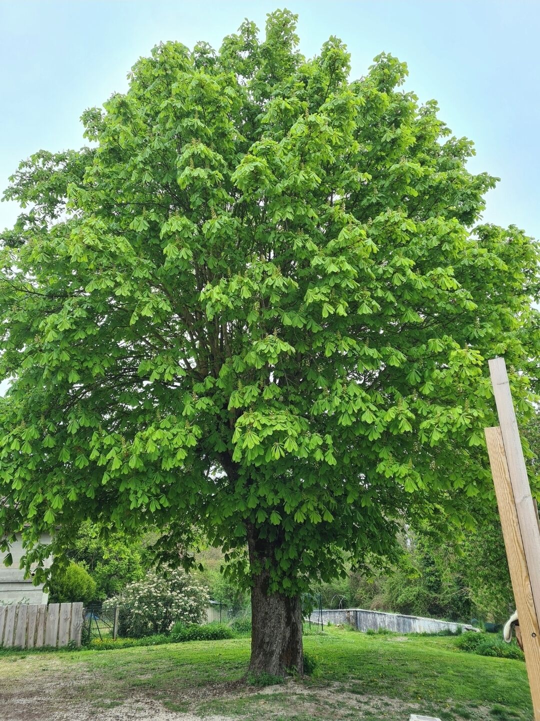 Un grand arbre aux feuilles vertes et denses, situé dans une cour.