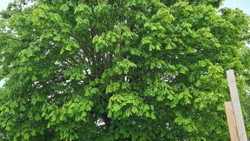 Un grand arbre aux feuilles vertes et denses, situé dans une cour.