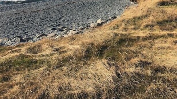 A coastal landscape with rocky terrain and a pebble beach. - Red Sunset Cottage in Twillingate (Twillingate)