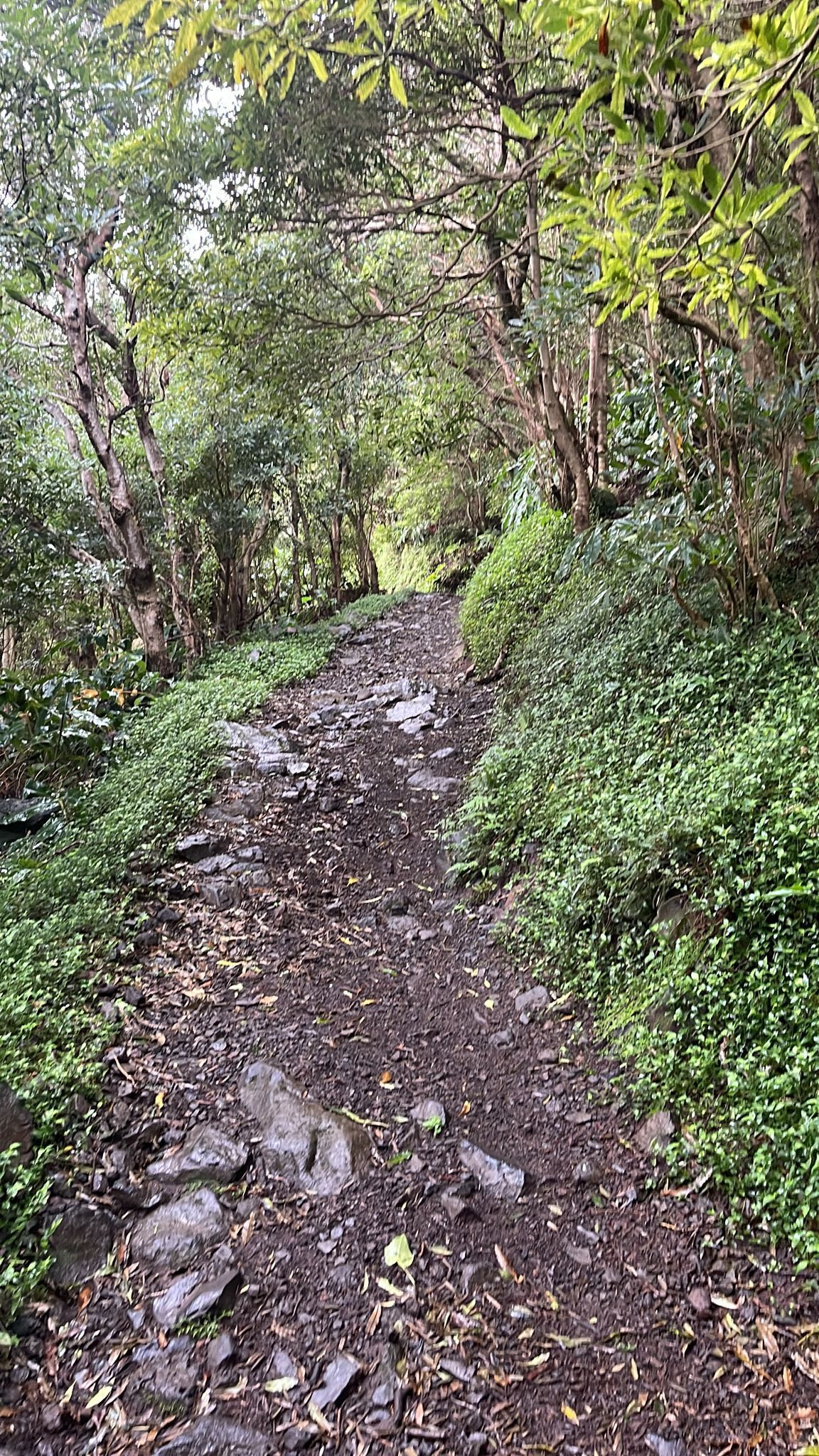 A forested path with rocks and greenery.