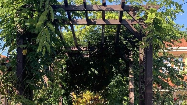 Puinen pergola, jonka läpi kulkee käytävä, ja jonka ympärillä on vehreää kasvillisuutta ja puita.