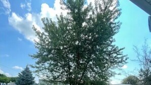 Un árbol en un patio cubierto de césped con un camino de hormigón que lleva a un edificio.