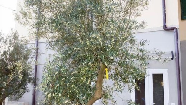 Un edificio con techo de tejas, un árbol en una maceta y una ventana con marco blanco.