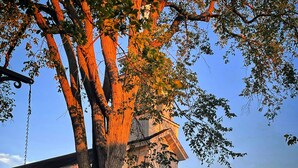 Eine Kirche mit einem großen Baum davor, einem Schild mit der Aufschrift '5165' und einem Zaun um das Grundstück.