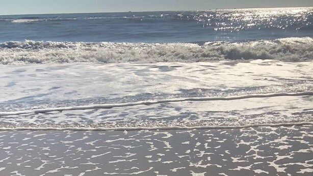 Ein Hund am Strand, im Hintergrund Wellen.