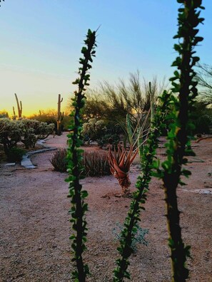 Property grounds - Desert Oasis on 2 peaceful acres close to Phoenix's most exciting spring events (Cave Creek)
