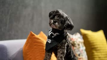 Un petit chien portant un bandana noir est assis sur un canapé avec un coussin gris et un oreiller jaune.