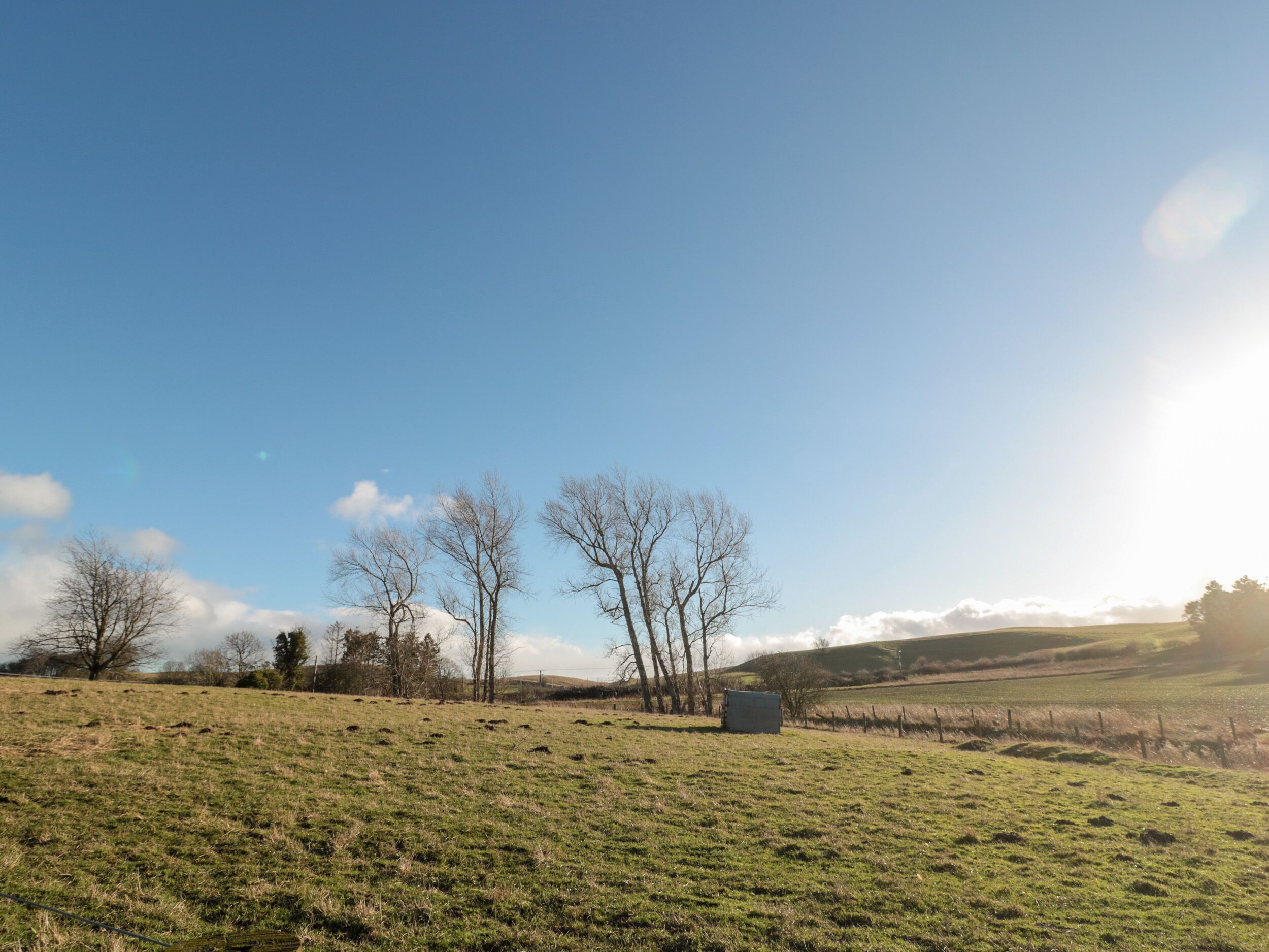 A grassy field with a few leafless trees and a small structure in the distance.