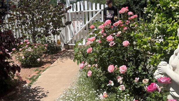Uma passagem no jardim leva a um gazebo branco com telhado pontiagudo, cercado por rosas rosa vibrantes e flores brancas.