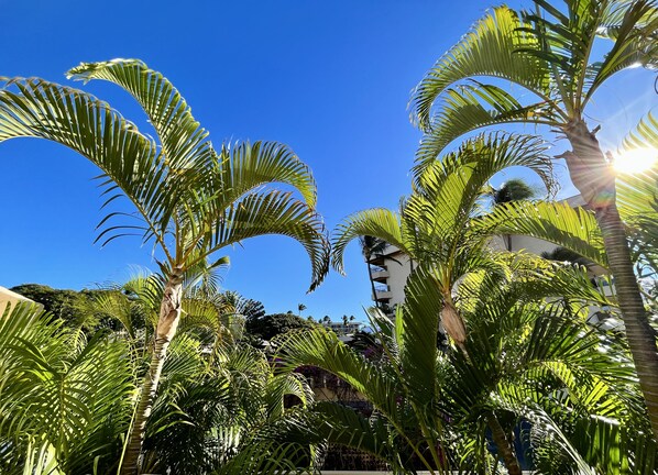 Property grounds - Island getaway with pools, hot tubs, tennis, BBQs & easy beach access (Kihei)