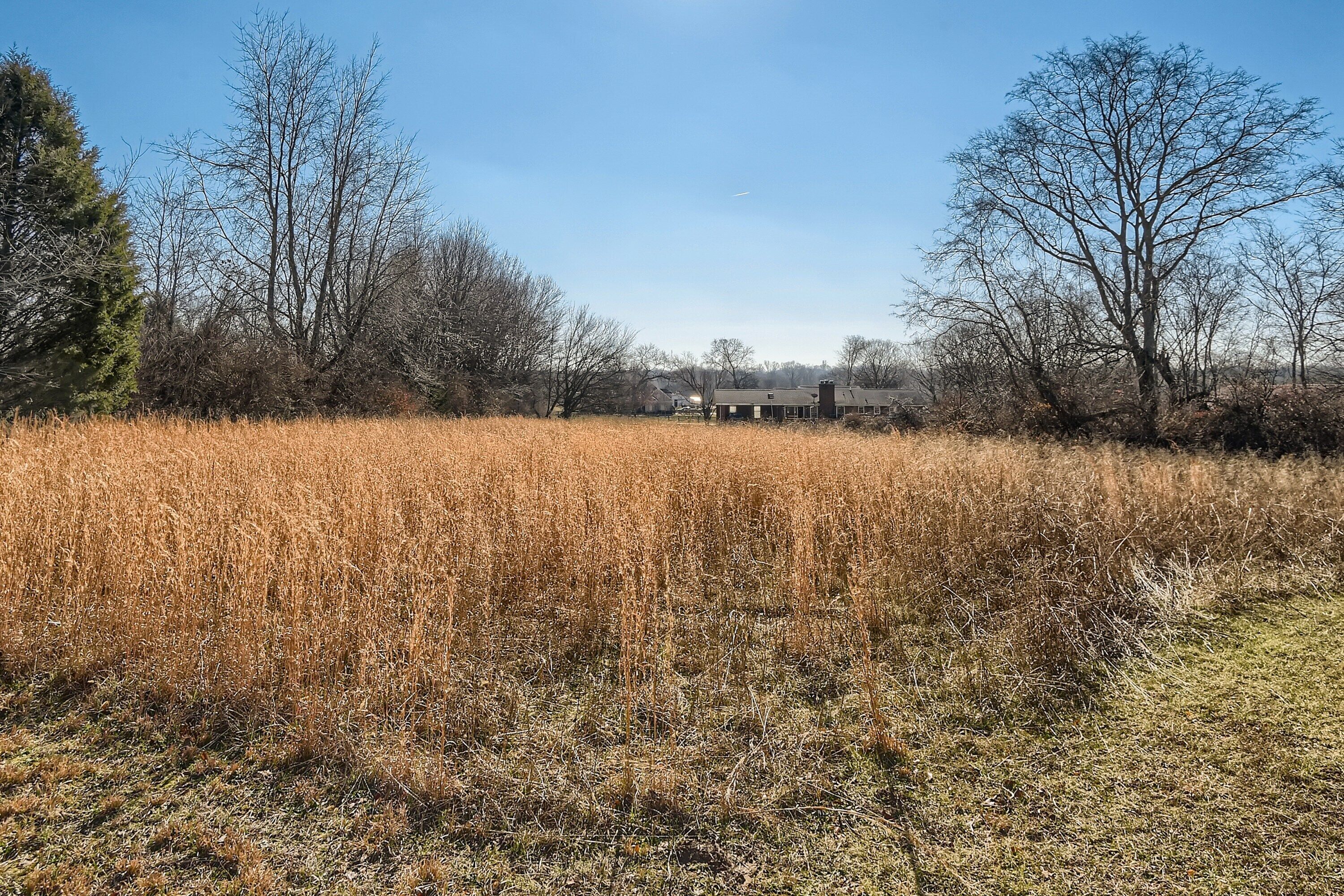 A field with dry grass and leafless trees, a building in the distance, and a clear blue sky.