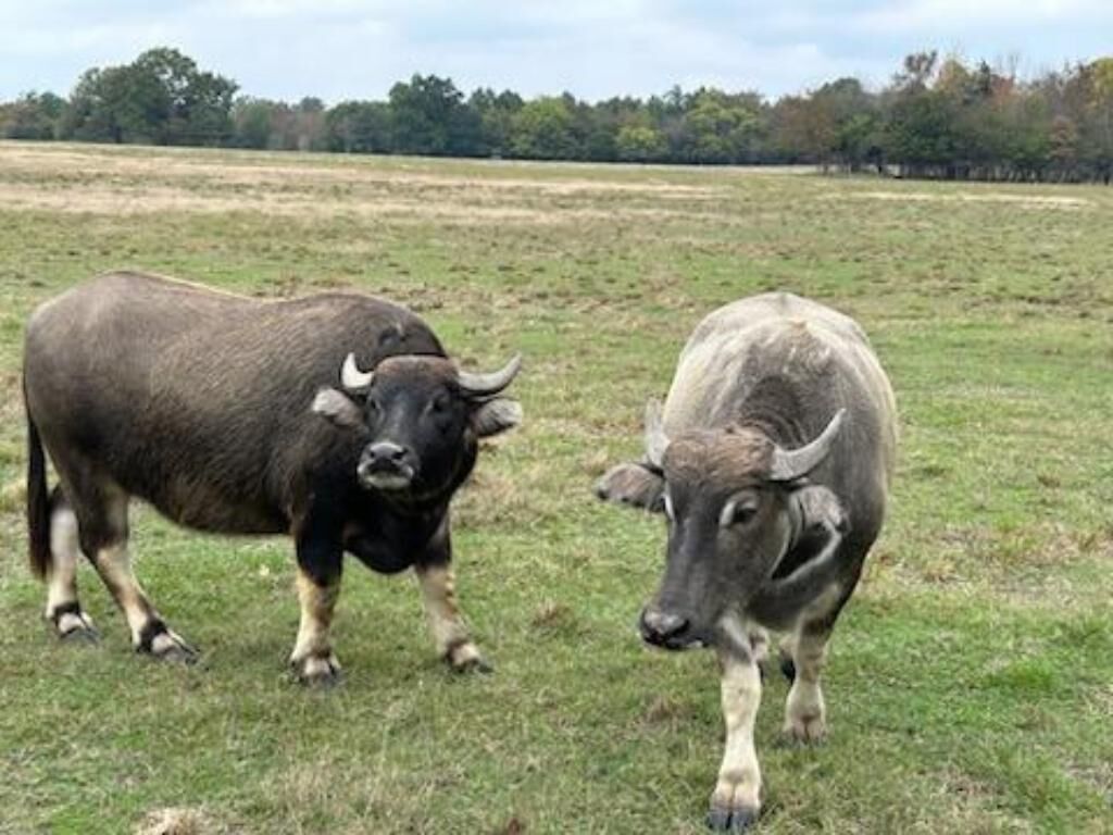Two bulls in a grassy field.