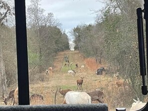 Property grounds - RV Spot on *Exotic Animal Ranch* Campground. BRING YOUR RV (Emory)