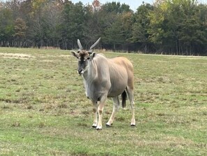 Unclassified image, 5 of 18, button - RV Spot on *Exotic Animal Ranch* Campground. BRING YOUR RV (Emory)