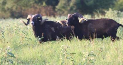 RV Spot on *Exotic Animal Ranch* Campground. BRING YOUR RV