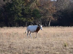 Property grounds - RV Spot on *Exotic Animal Ranch* Campground. BRING YOUR RV (Emory)